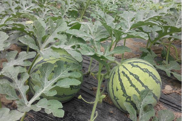 打工回鄉(xiāng)創(chuàng)業(yè)種大棚多熟西瓜 一年可收獲四次