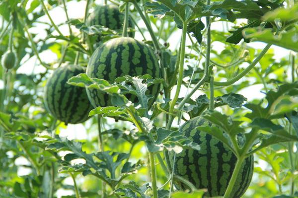 打工回鄉(xiāng)創(chuàng)業(yè)種大棚多熟西瓜 一年可收獲四次