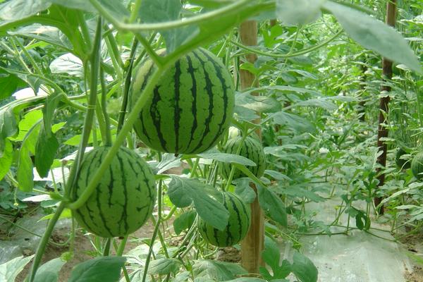 打工回鄉(xiāng)創(chuàng)業(yè)種大棚多熟西瓜 一年可收獲四次