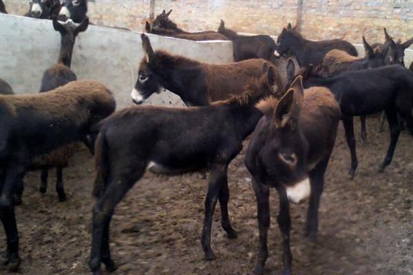 養100頭驢能賺多少錢?養驢的成本和利潤