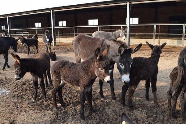 養100頭驢能賺多少錢?養驢的成本和利潤
