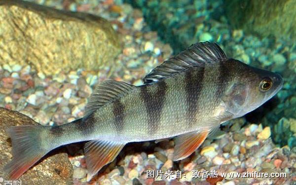 養殖鱸魚的病害防治