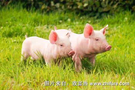 豬傳染性萎縮性鼻炎的防治措施