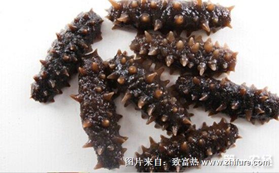 人工養殖海參的技術