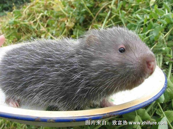 養殖竹鼠的注意事項