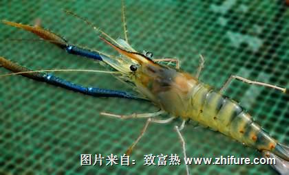 羅氏沼蝦的養殖技術