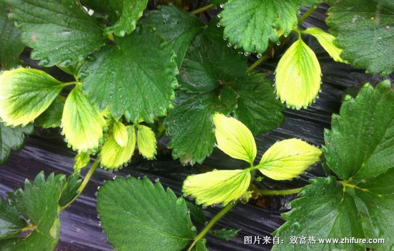 草莓黃葉的原因和解決方法