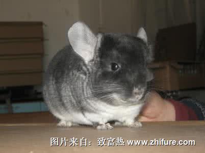 毛絲鼠的飼養食物