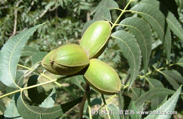 薄殼山核桃的栽培技術