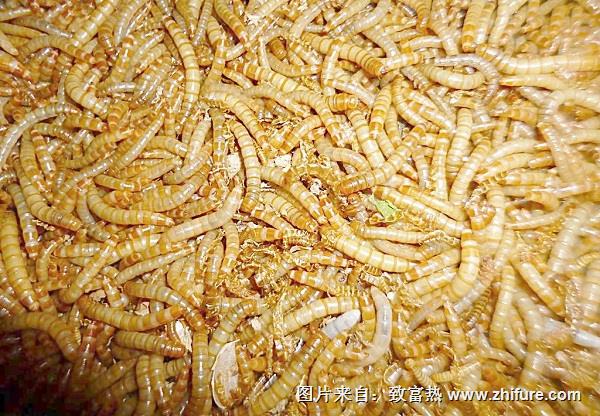 黃粉蟲(chóng)養(yǎng)殖飼料配方