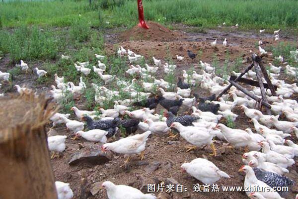 農村現在做什么生意賺錢？農村養殖、種植項目淺析