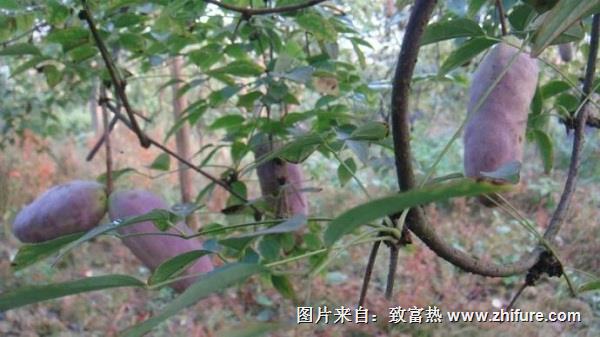 八月瓜的種植前景