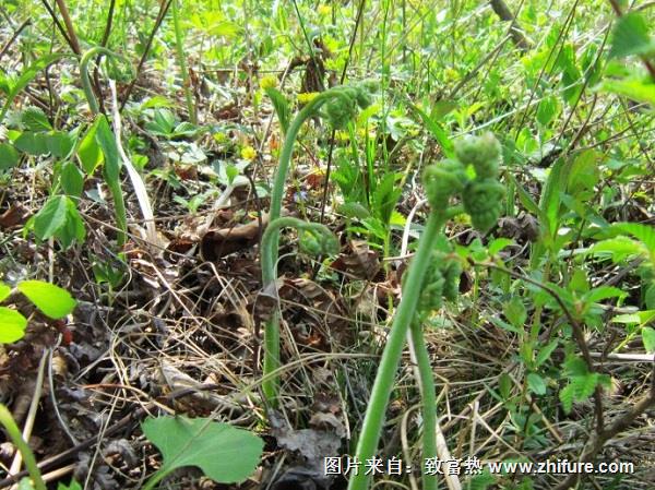 蕨菜的栽培要點(diǎn)