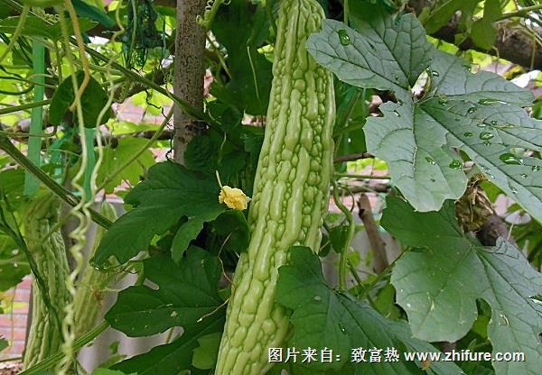 選購苦瓜的方法,忌與苦瓜搭配的食材