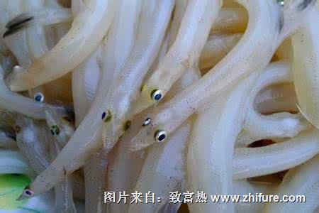 銀魚的保鮮加工