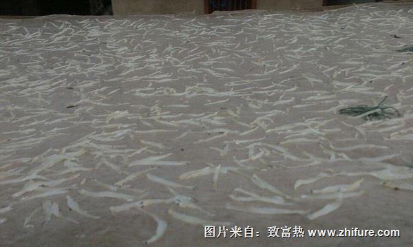 銀魚的養殖技術