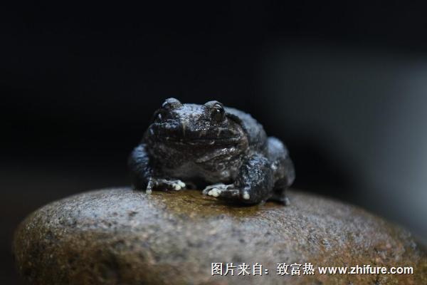 石蛙的營養(yǎng)價值