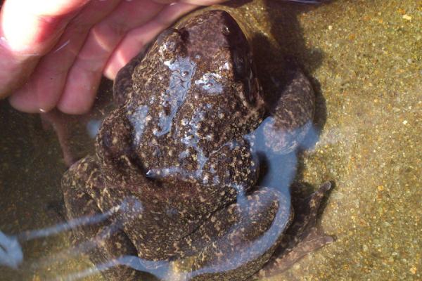 石蛙的營養價值