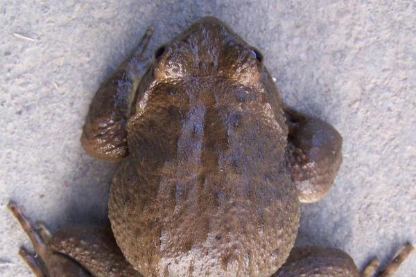 石蛙的營養價值