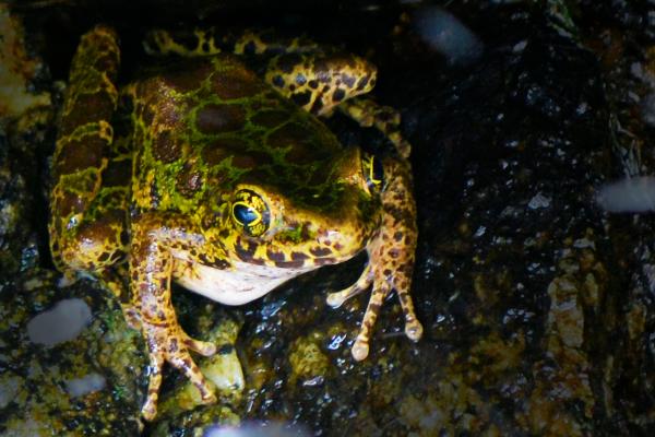 石蛙的營養價值