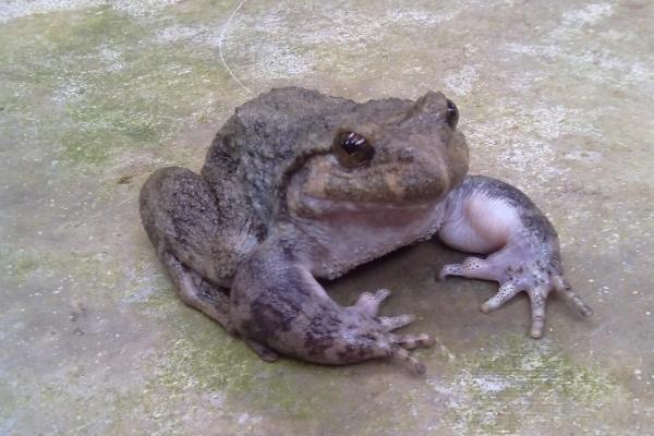 石蛙的營養價值