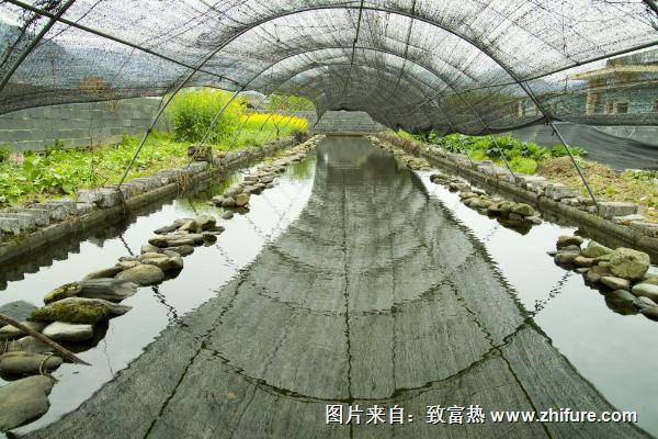 石蛙養殖廠建設圖片