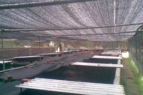 石蛙養殖廠建設圖片