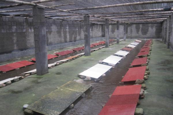 石蛙養殖廠建設圖片