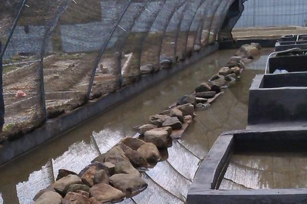 石蛙養殖廠建設圖片