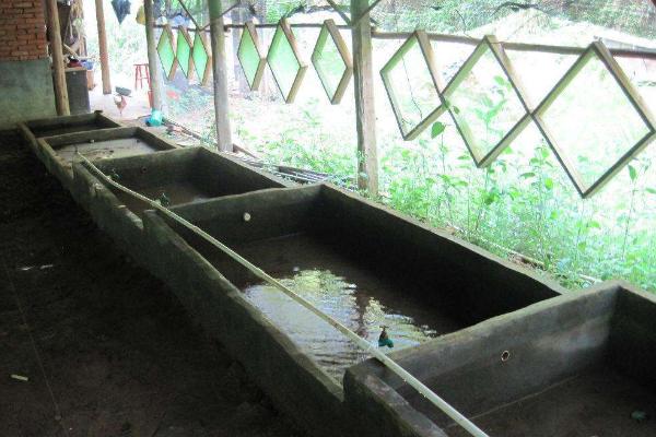 石蛙養殖廠建設圖片