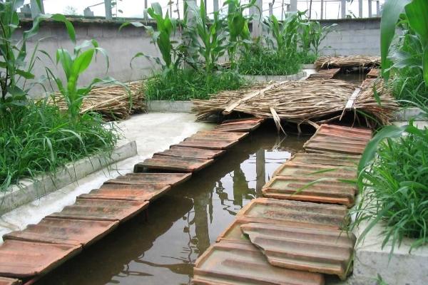 石蛙養殖廠建設圖片