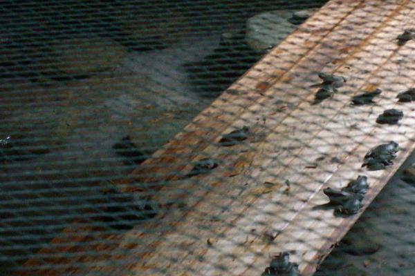 石蛙養殖廠建設圖片