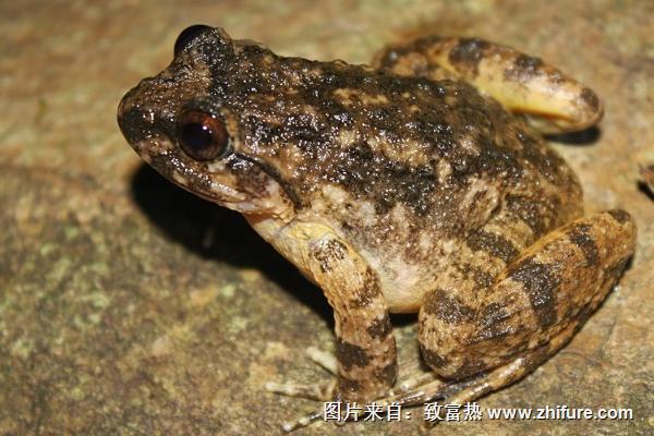石蛙是國家保護動物嗎？