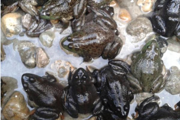 石蛙是國家保護動物嗎？