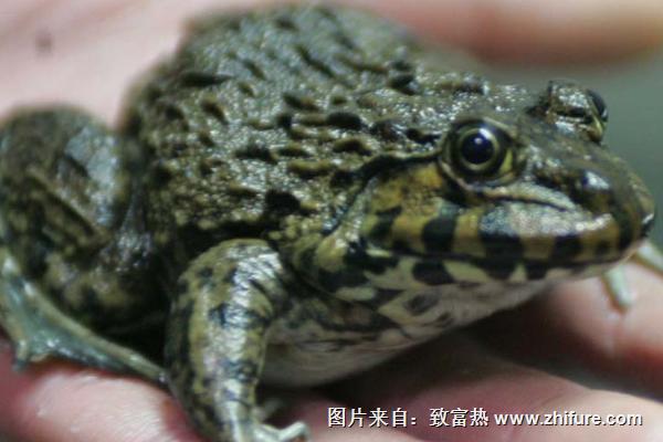 石蛙和牛蛙的區別？