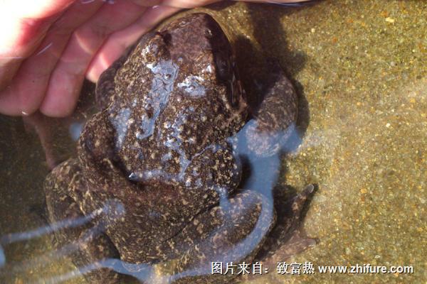 石蛙市場價格多少錢一斤？