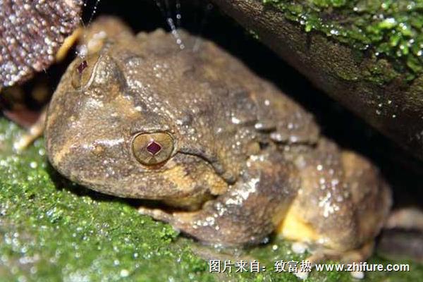 石蛙吃什么？