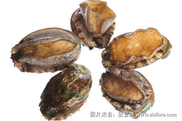 鮑魚價格多少錢一斤？