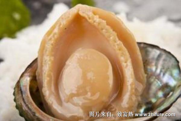 鮑魚死了能吃嗎?