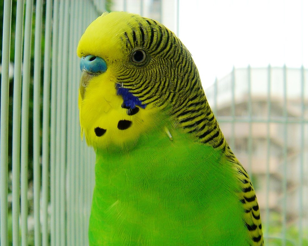 虎皮鸚鵡孵化箱制作方法（圖解）