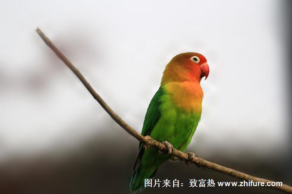 虎皮鸚鵡壽命有多長？