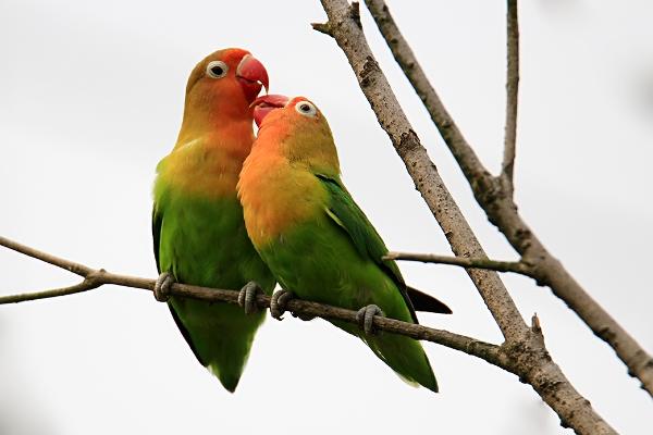 虎皮鸚鵡壽命有多長?