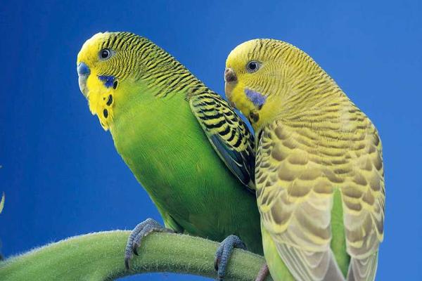 虎皮鸚鵡壽命有多長?