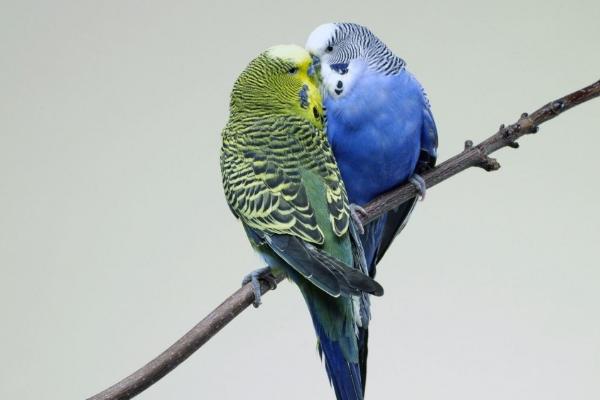 虎皮鸚鵡壽命有多長?