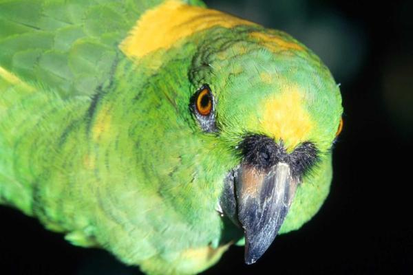 虎皮鸚鵡壽命有多長?