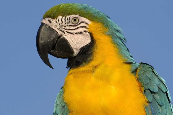 虎皮鸚鵡壽命有多長?