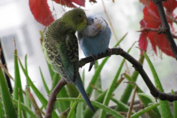 虎皮鸚鵡什么時候下蛋？