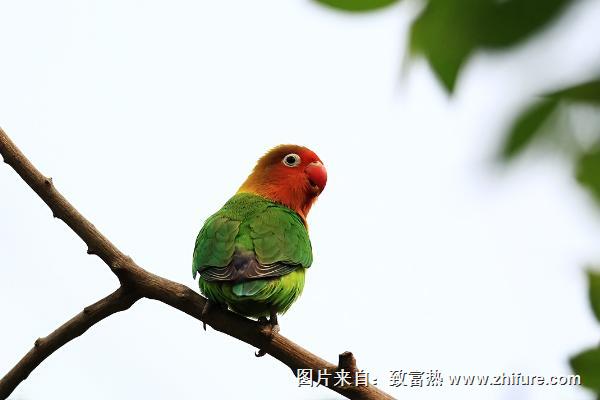 虎皮鸚鵡什么時候下蛋？