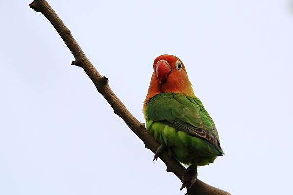 虎皮鸚鵡什么時候下蛋？
