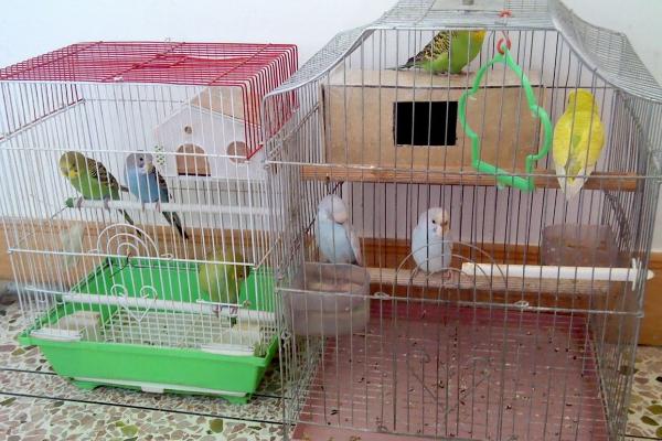 虎皮鸚鵡什么時候下蛋？